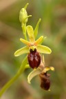 Orchidee