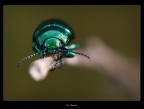 The Observer