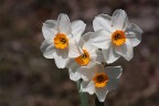 cuore di narcisi