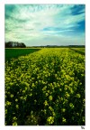 Fiori gialli