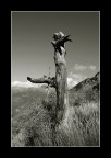 totem