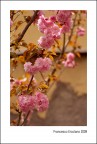 Primavera Cittadina