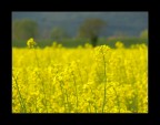 Il campo giallo