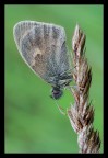 Farfalla