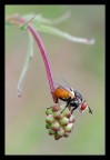 Mosca
