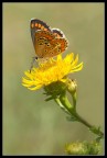 Credo Polyommatus Bellargus,ma non ne sono sicuro...

Nikon D200 Tamron 90 Macro Iso 400 1/200 F11