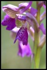 Nikon D200 Sigma Macro 180 Iso 125  1/15 F11 Cavalletto