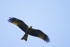 Rapace, ma quale?