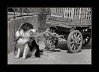 vita da cani 2
