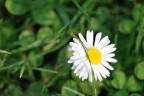 Macro