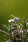Rosmarinus officinalis