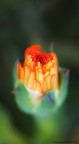 Bokeh Bokeh