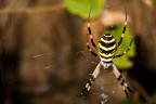 Argiope