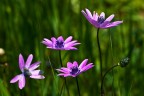 anemoni?