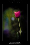 :: TULIPANI... [01-02]