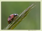 MMIX, Aprilis I