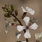 rucola in fiore