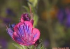 Le meraviglie della natura