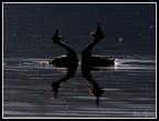 Corteggiamento.