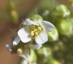 micro fiore