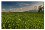 Nei dintorni di Pienza