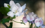 fiore di melo