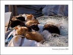 Il Riposo Dei Pescatori...