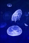 Oceanografico, Valenca.
Ringrazio i Verdena per il titolo :)

commenti e critiche sempre ben accetti