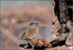passera scopaiola