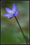 Una delle ultime fatta ai primi di Aprile.

Nikon D200  Sigma 180 Iso 400 1/13 F11