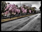 Viale alberato