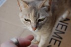 il gatto del magazzino