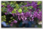 Tamron 28-75
75mm
iso 100
f2.8
1/400