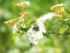 l'amore sul biancospino