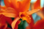 Orchidea 2