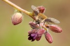 Bombylius
