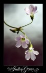 chinese-like flower