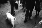 Firenze, 2009, 36