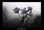 delicate
