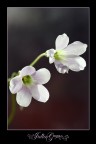 delicate...