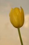 Tulipano