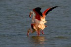 Camargue 09
