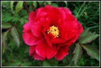 peonia...
