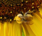 Tentativo di macro, con Canon S2iS, leggero crop.