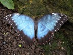 Farfalla