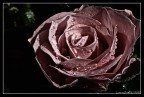 gocce di memoria