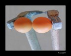 Martellovo, delicato equilibrio
