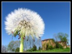 soffia