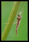 Chironomide maschio 2