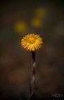Fiore giallo